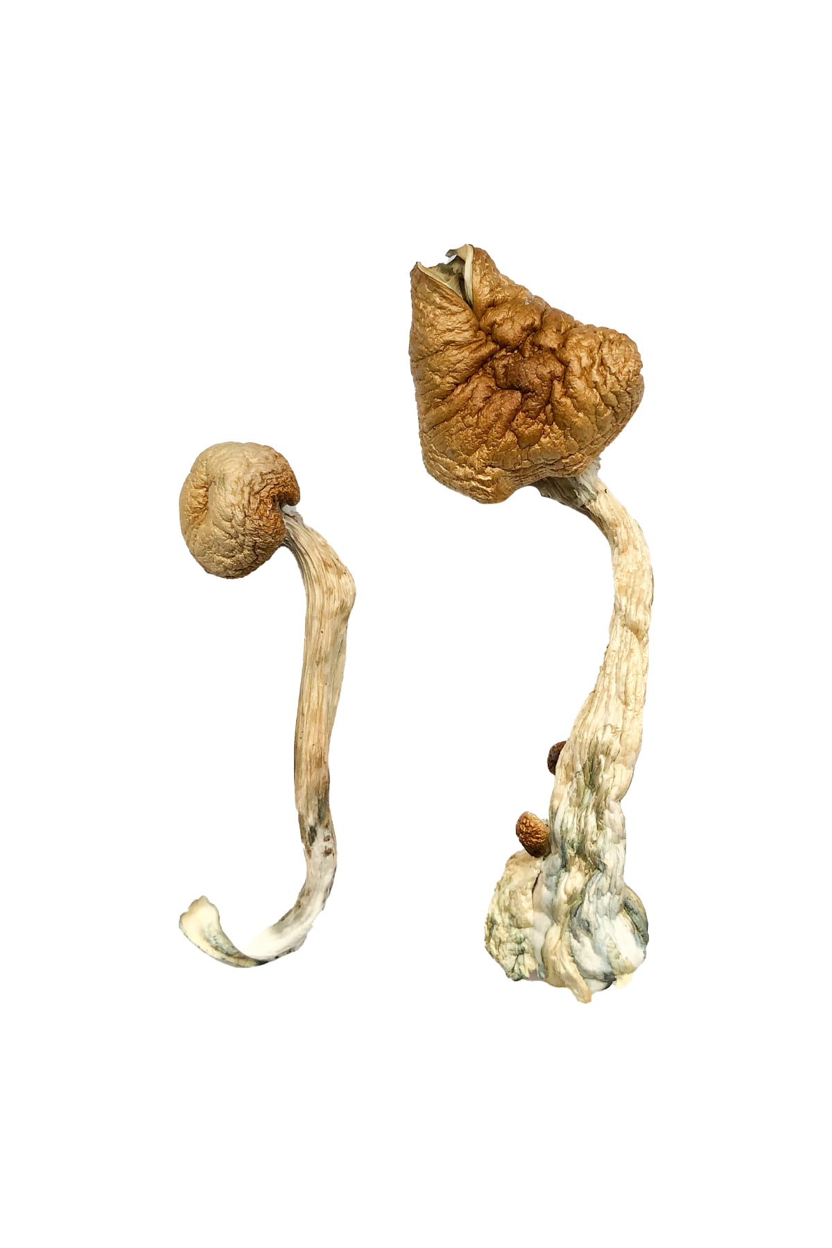 African Transkei Magic Mushrooms
